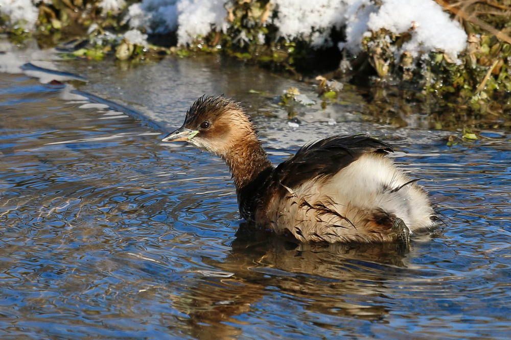 Малая поганка
