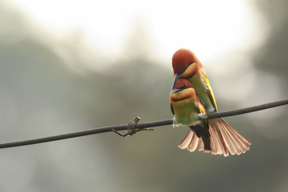 love - Mating pair of chestnut bee eater