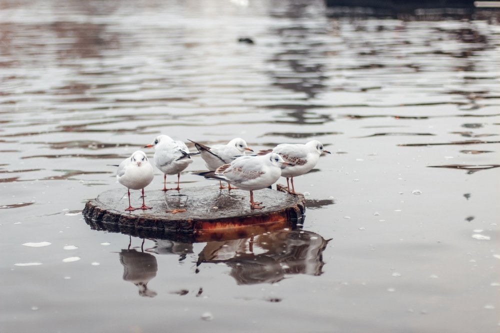 В тесноте, да не в обиде