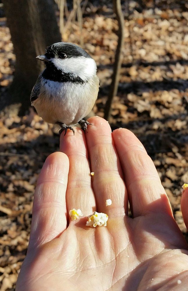 Синичка - храбрая птичка .