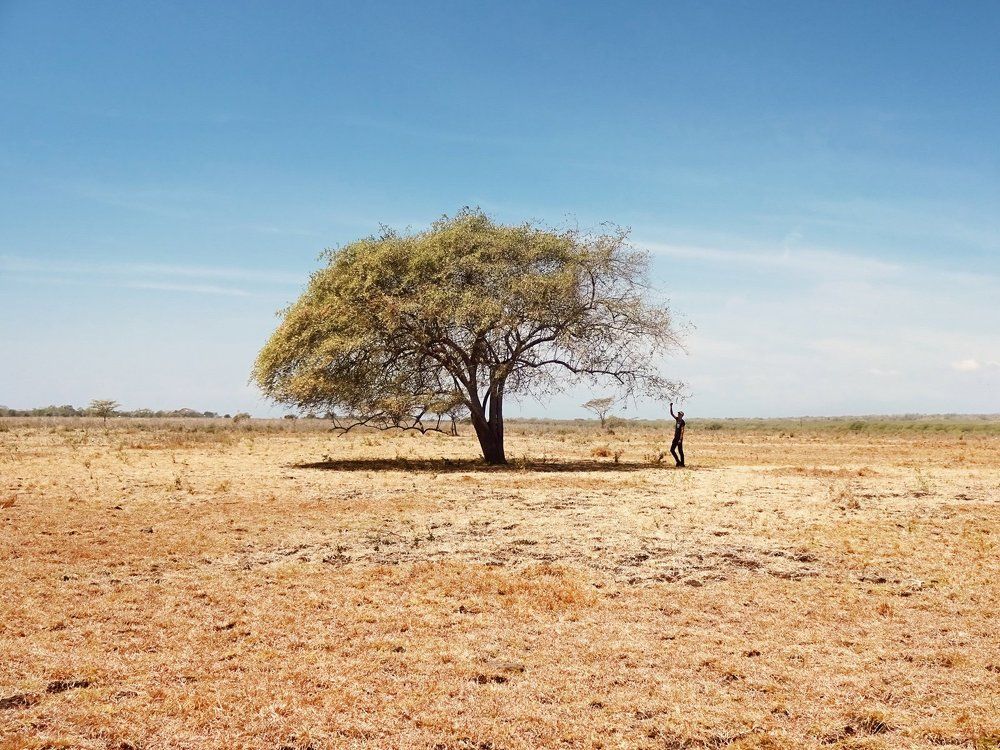human and trees