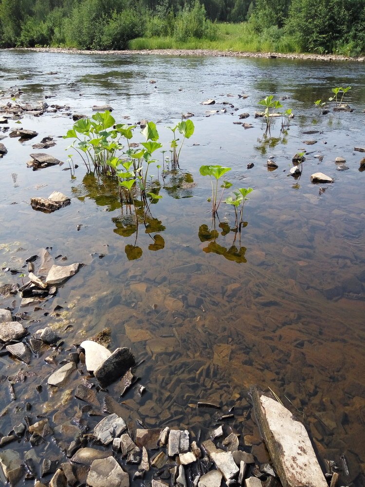река Чуть