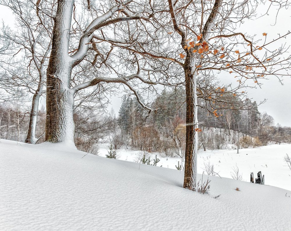 Метельный день