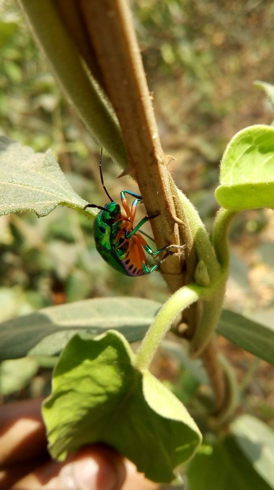 Lovely Insect