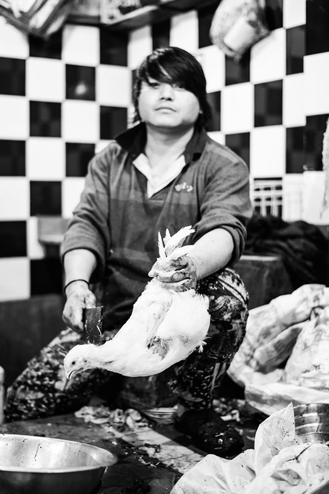 the chicken that didn't cross the road