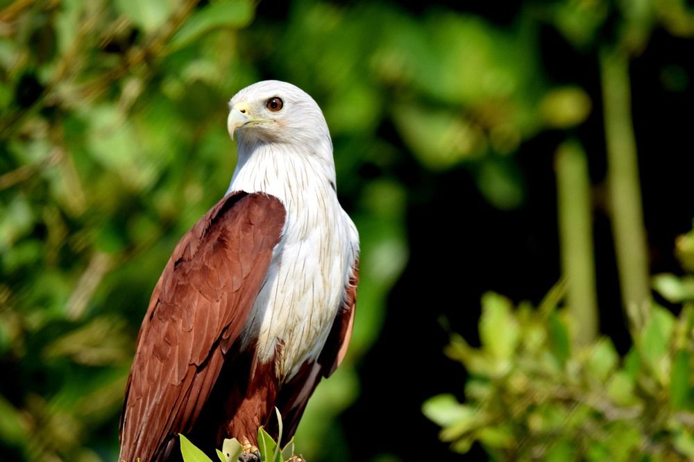 Bird-Brahminy Kite.