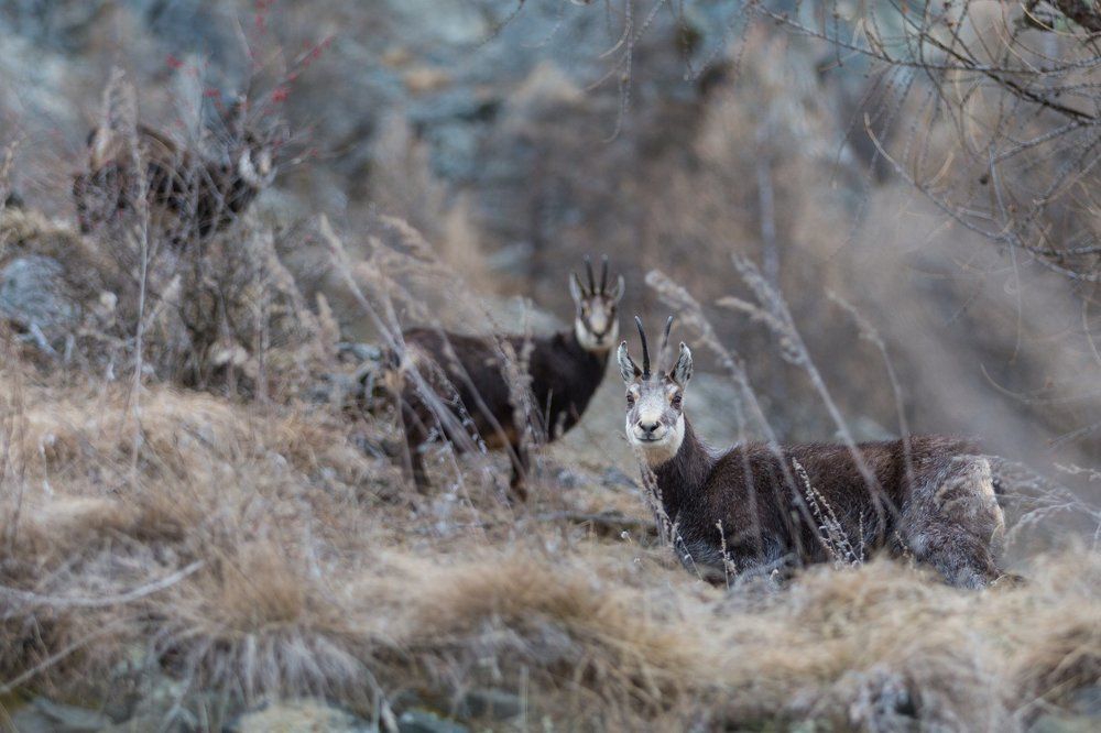 Дикие серны в Конье.