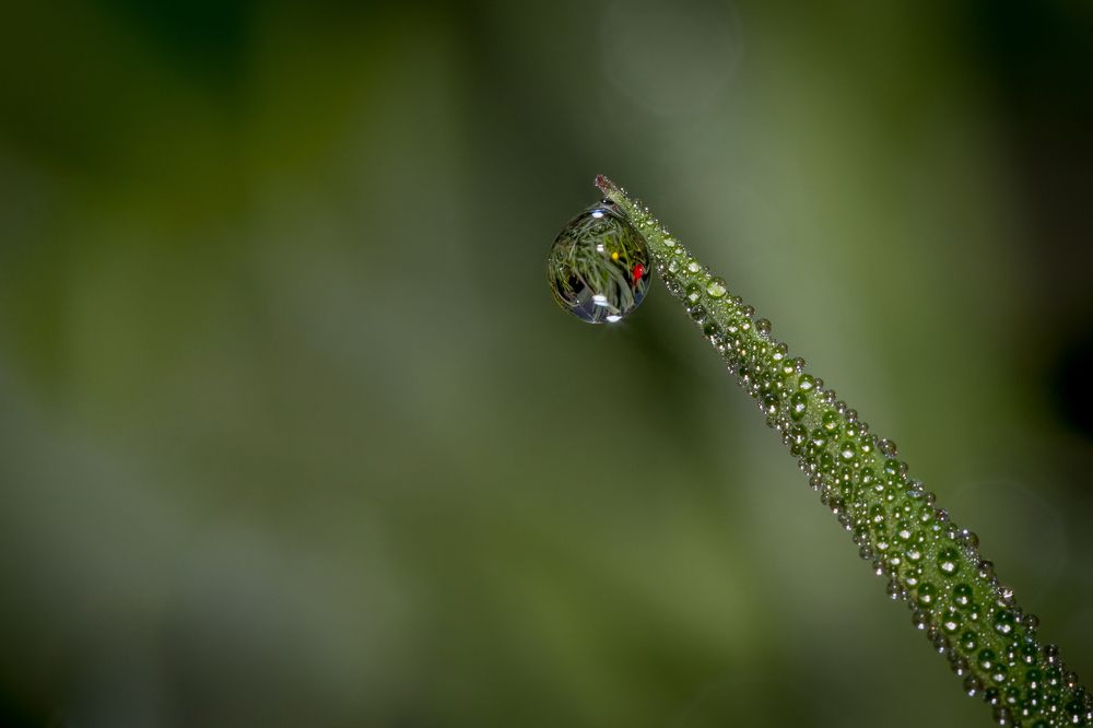 одинокая слеза