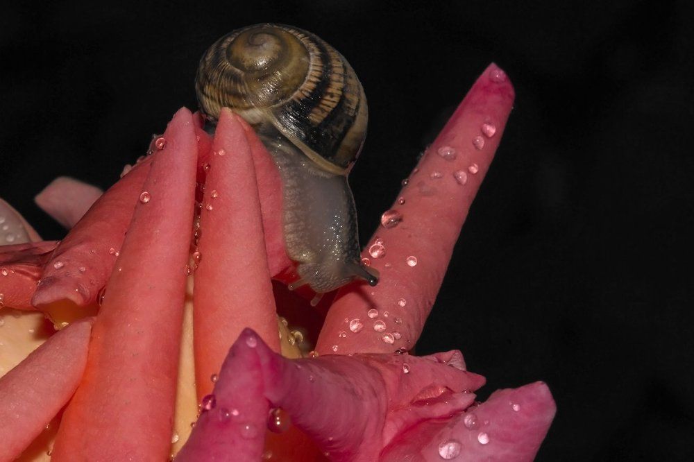 Улитка и роза