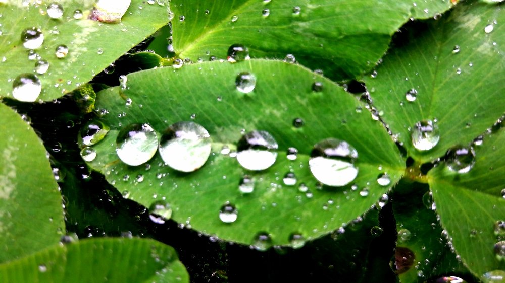 Жемчужины дождя