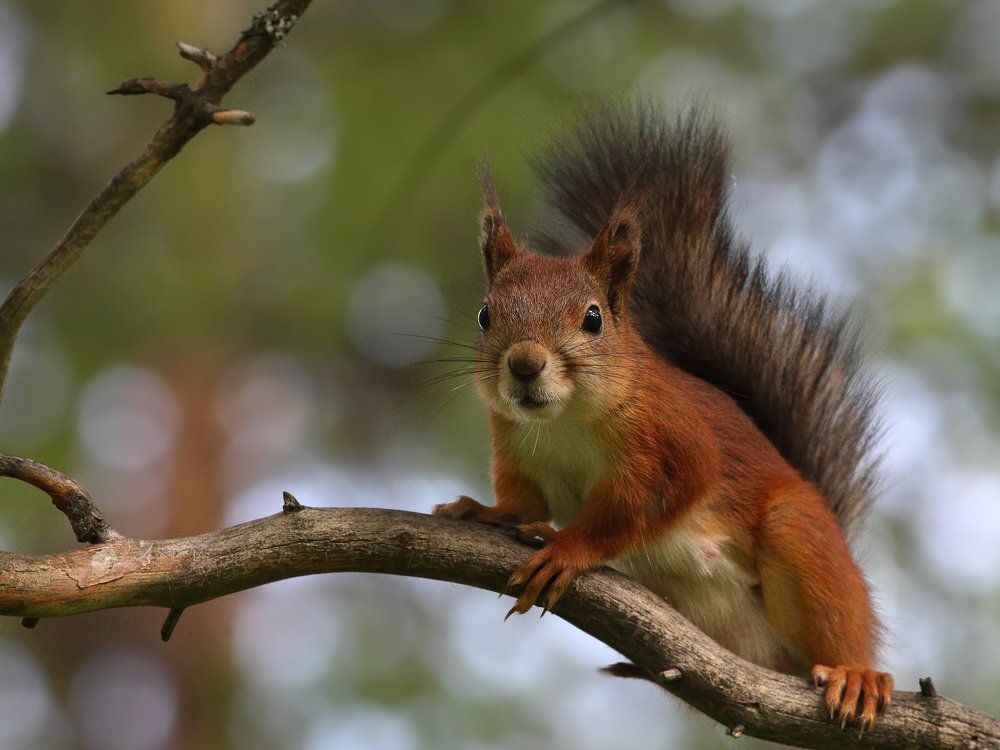 Белка (Squirrel)