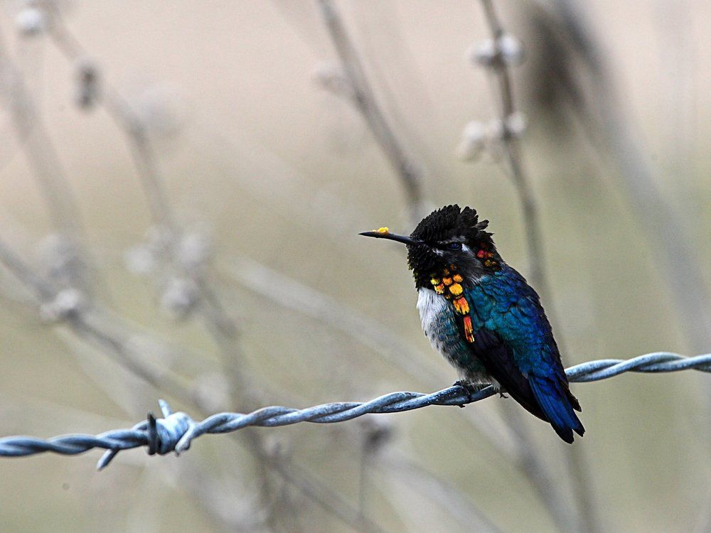 Короткая передышка (Short respite)