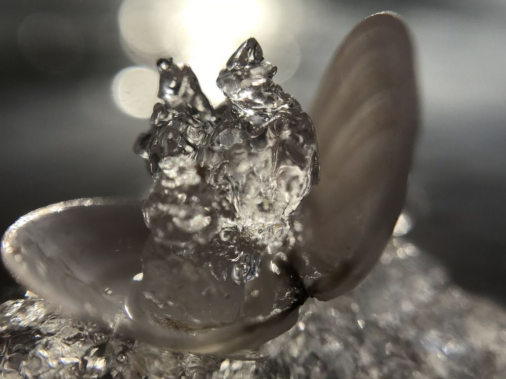 Драгоценная ракушка