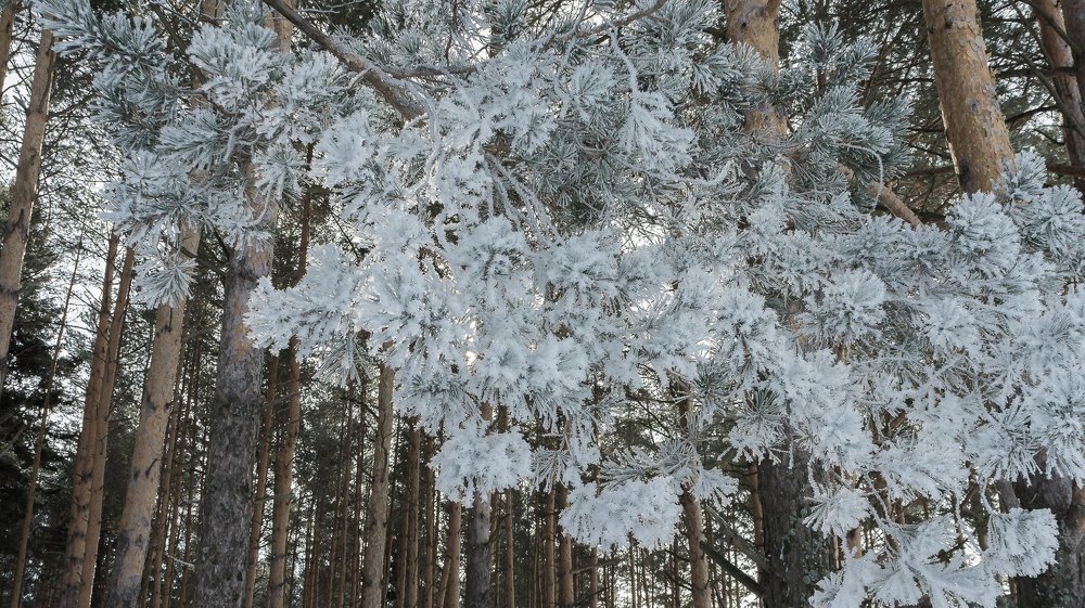 Весеннее утро