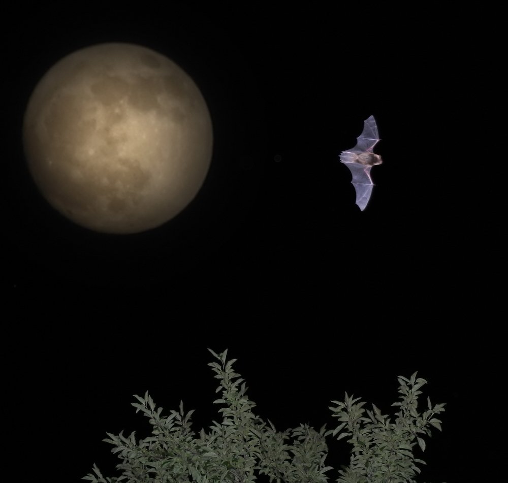 Крылья ночи