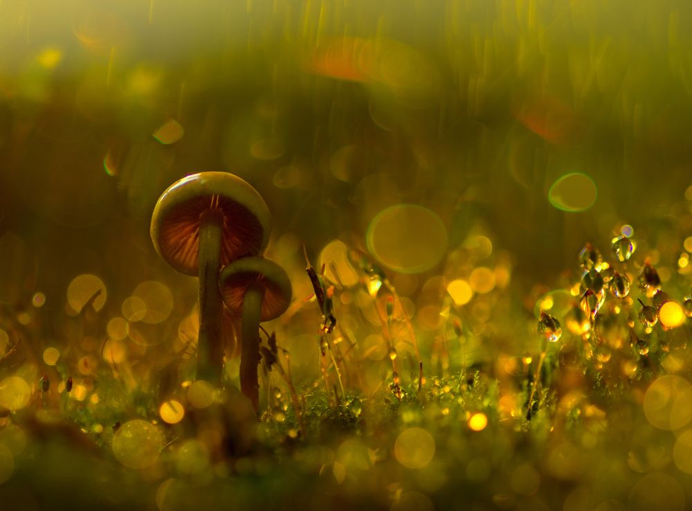 Фантазии во сне