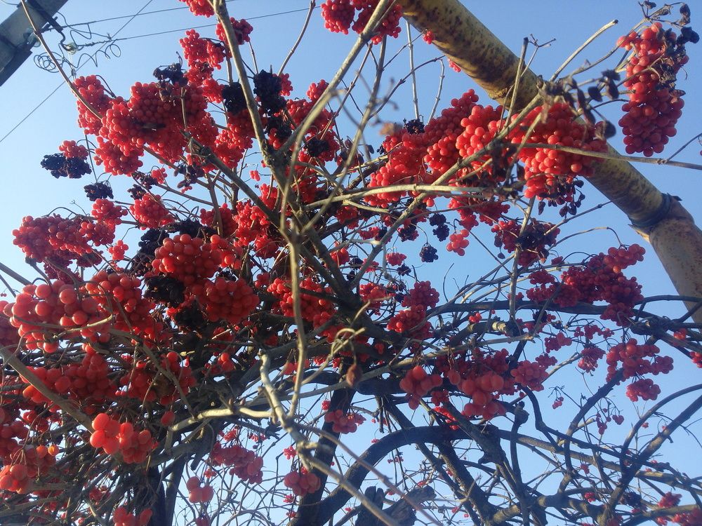 Калина-ягода зимой