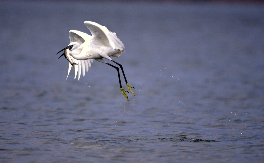 Flying Bird with Catch
