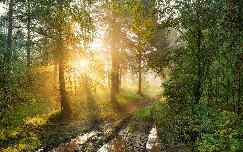 Утренняя свежесть