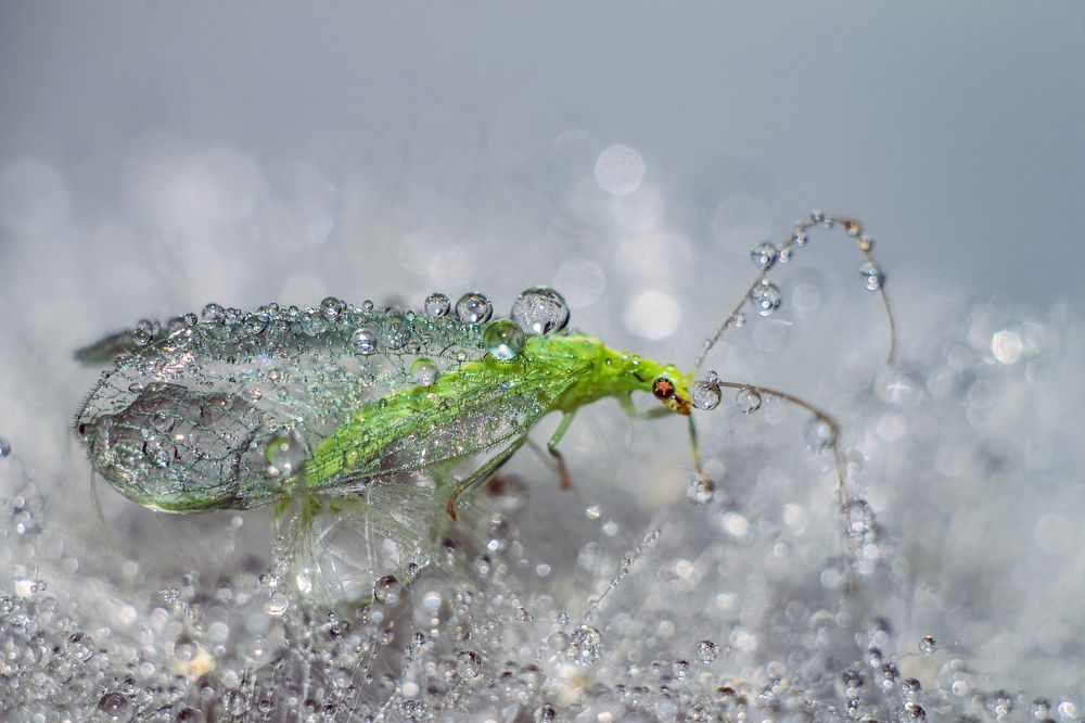 Хрустальная Златоглазка