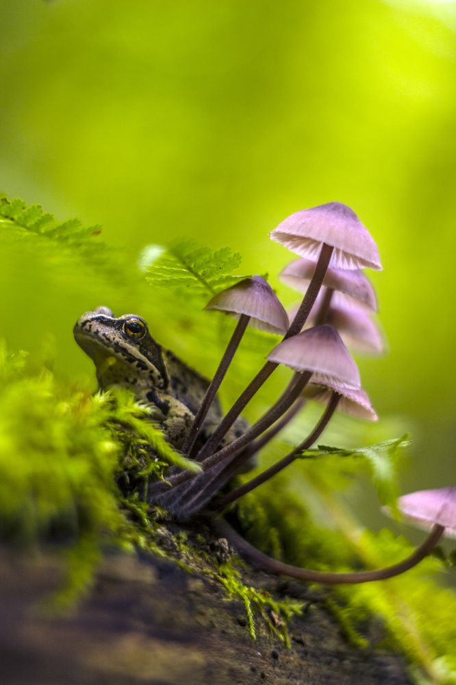 Царевна-лягушка