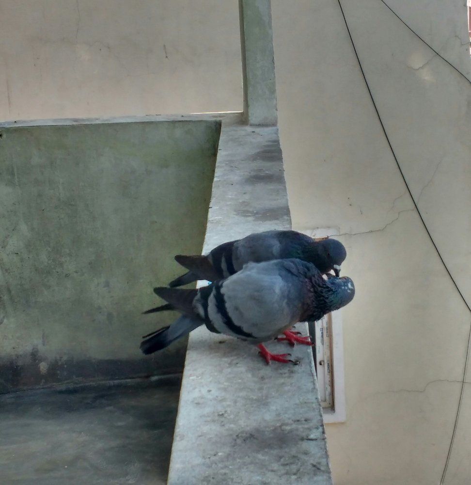 love birds