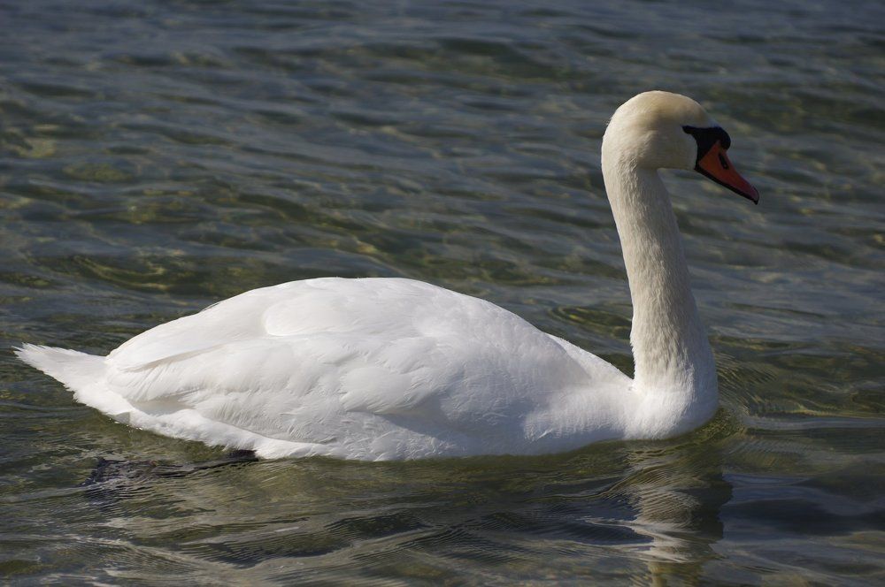 Photograph by Александр Русак