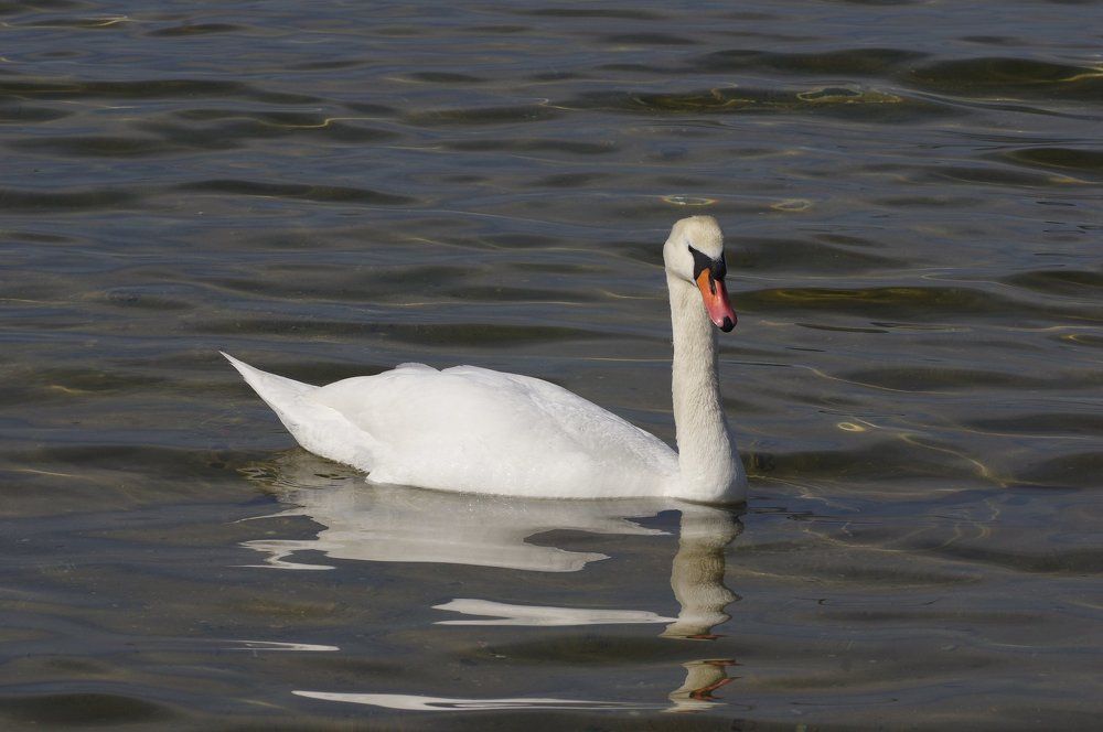 Photograph by Александр Русак