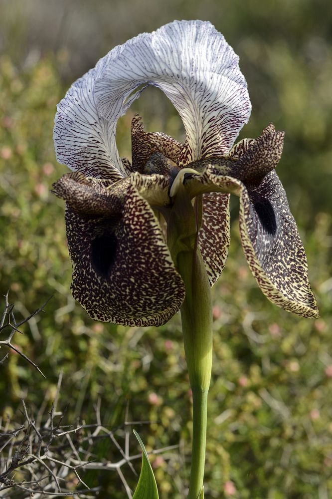 Ирис Гильбоа, эндемик
