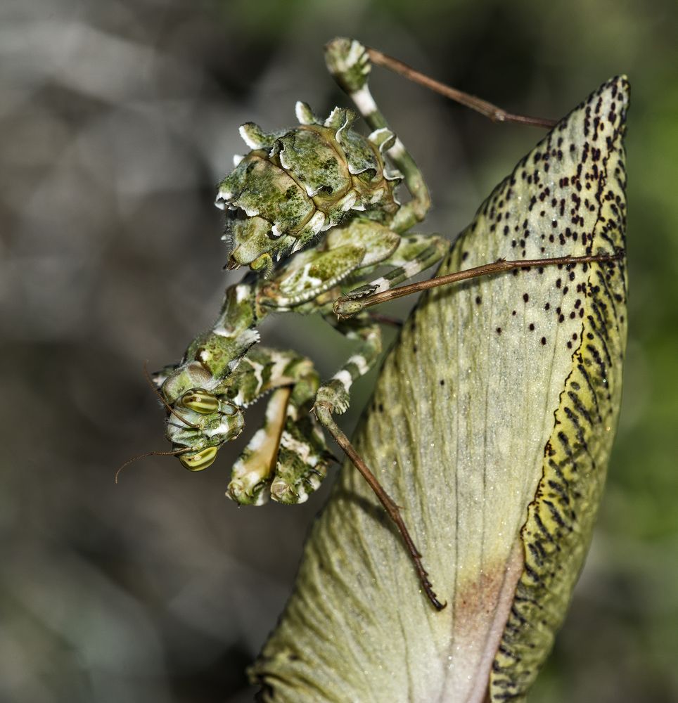 Блефаропсис, Blepharopsis mendica.  Блеф.