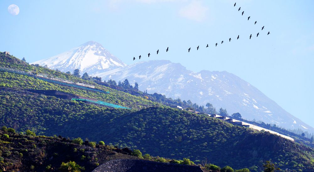 Тенерифе остров