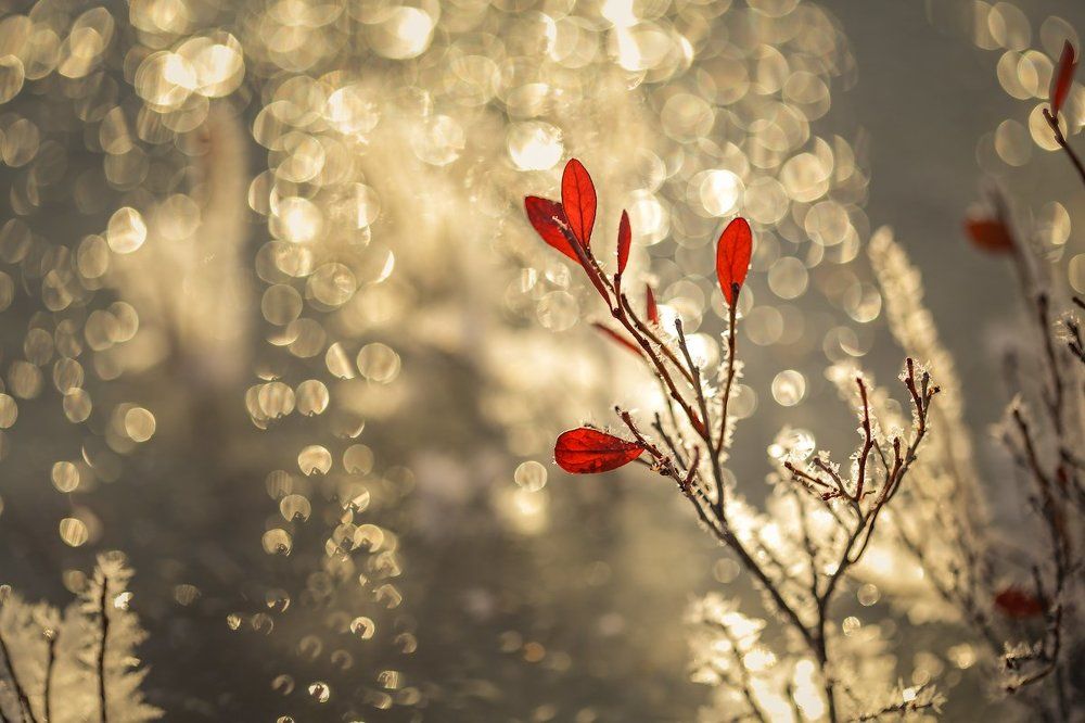 Photograph by Комеров Роман