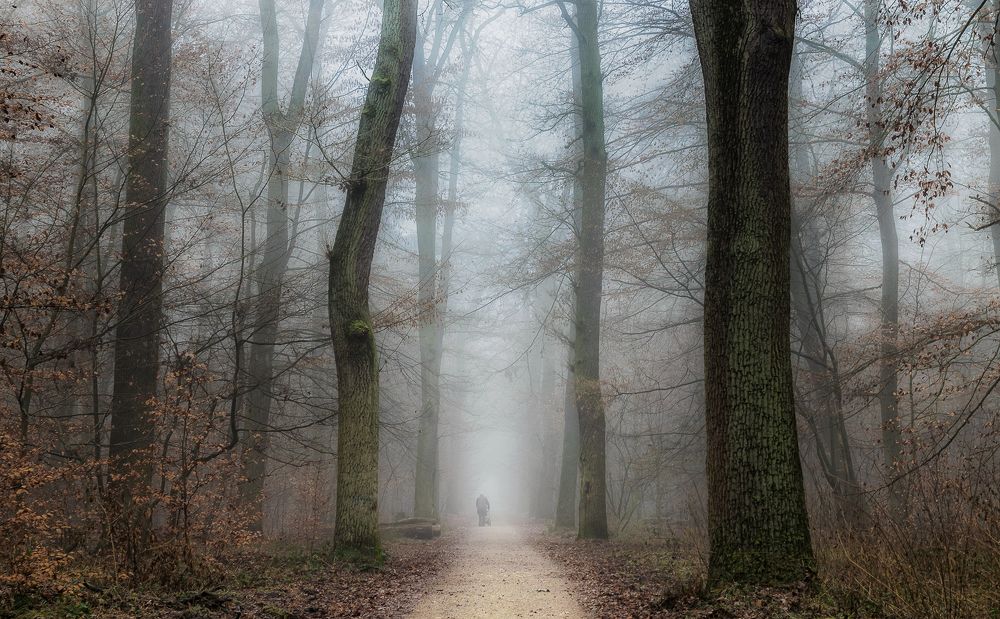 В туманный лес взираем мы
