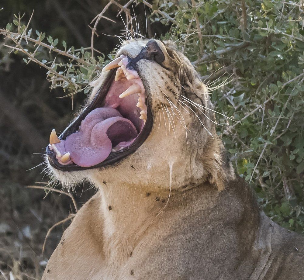 Roaring Lioness