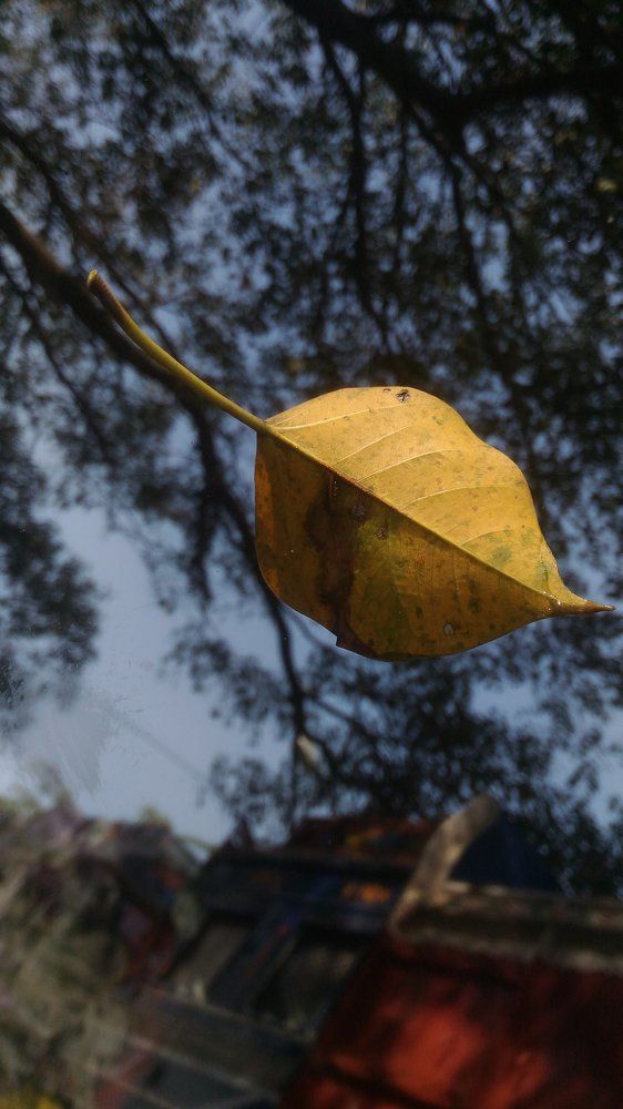 FALLS the last leaf...