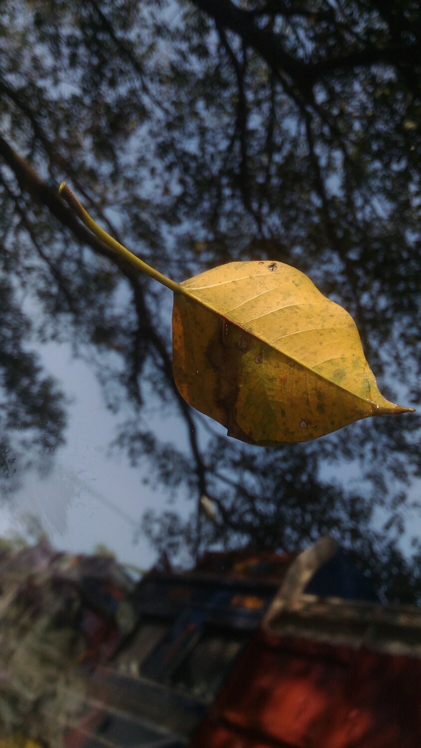 FALLS the last leaf...