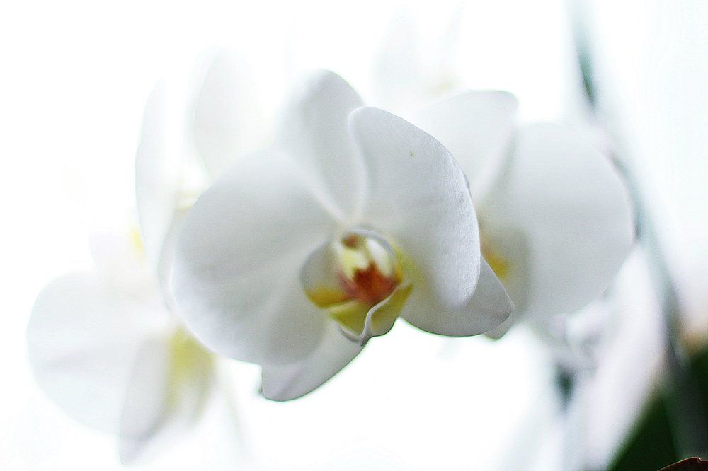 Поцелуй Богини