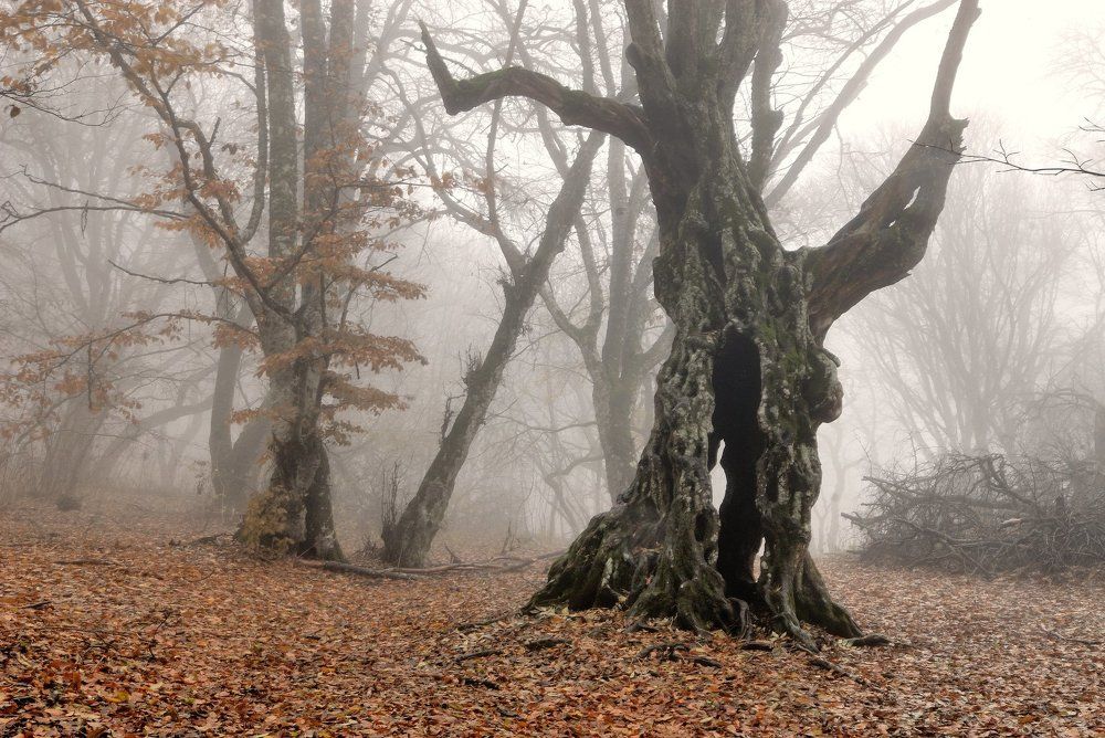 Таинственный лес...