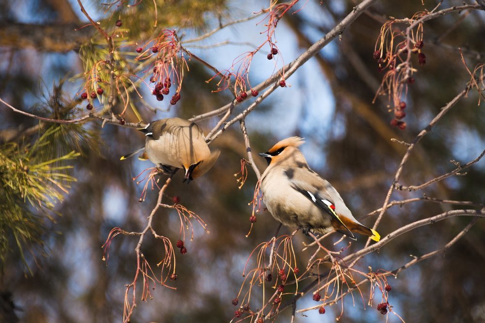 Свиристели