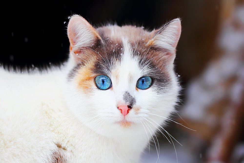 Снег кружииится, летааает, летааает...