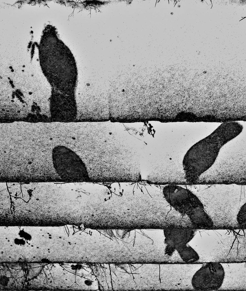 "Снегоследоснегири"