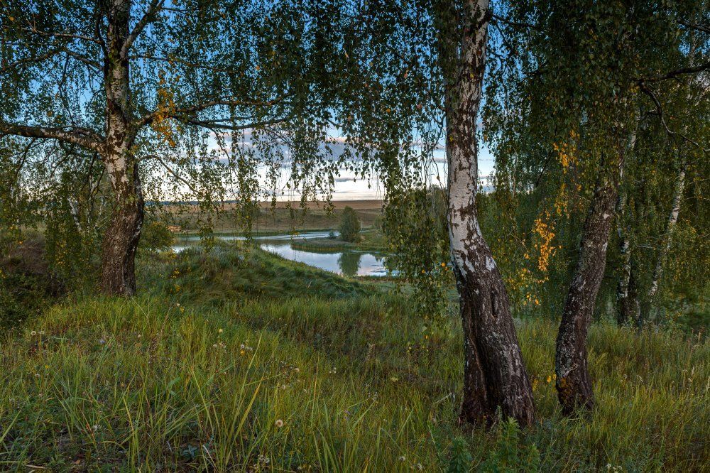 Березы над тихим озером