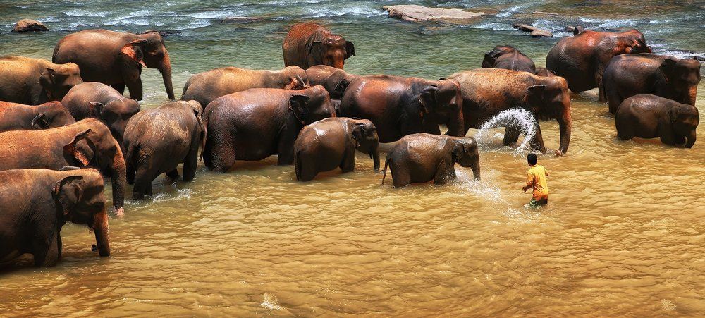 Банный день