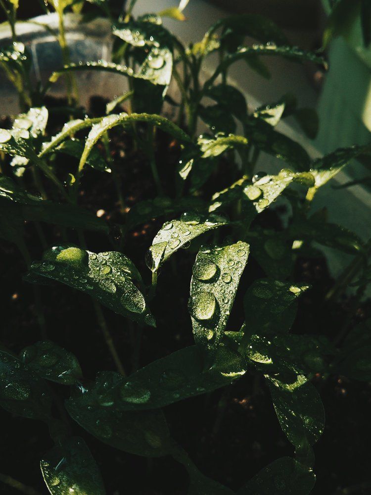 Первое солнышко