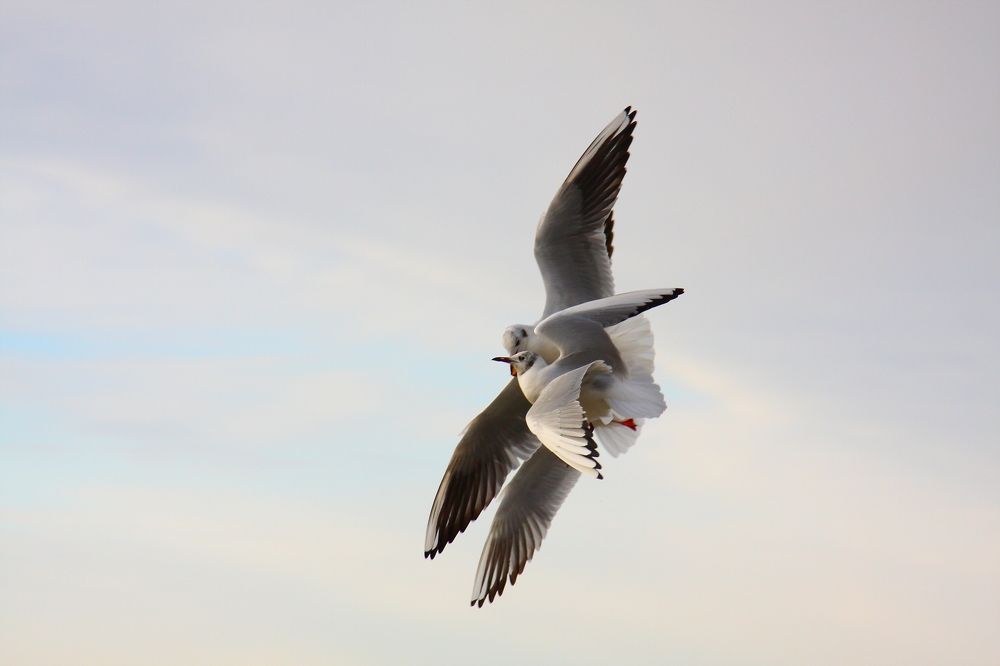 Любовь в полете