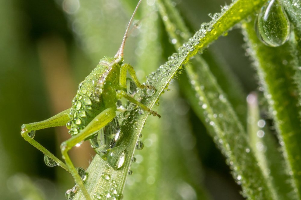 в траве сидел кузнечик...