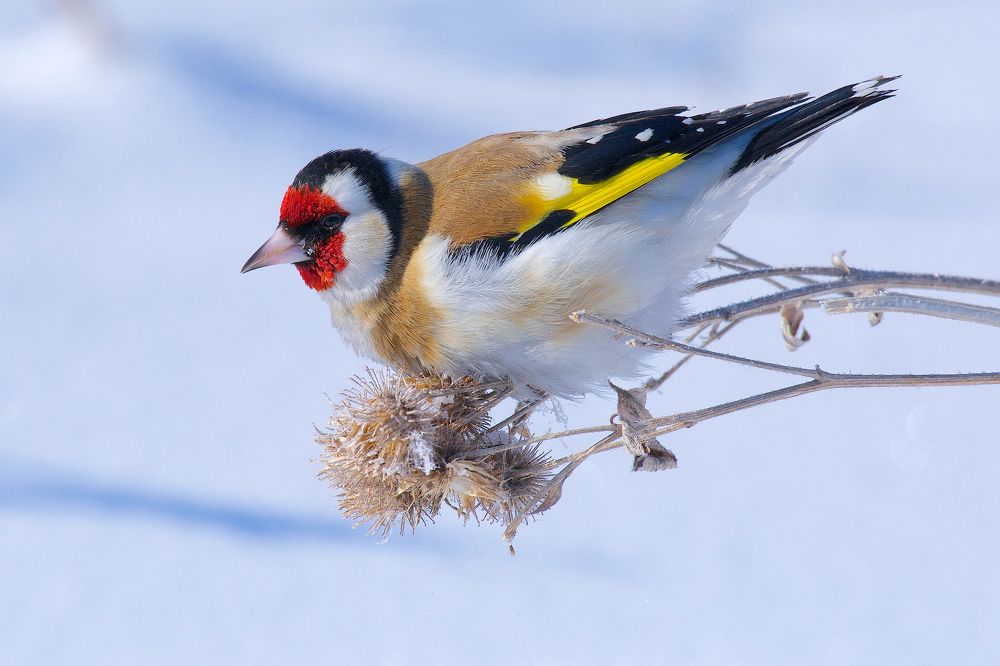 Летающий зимний цветок.