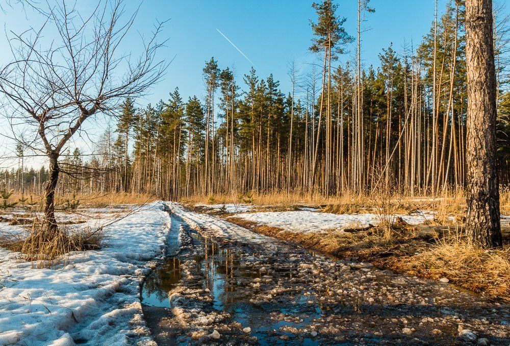 Весна в сосновом лесу