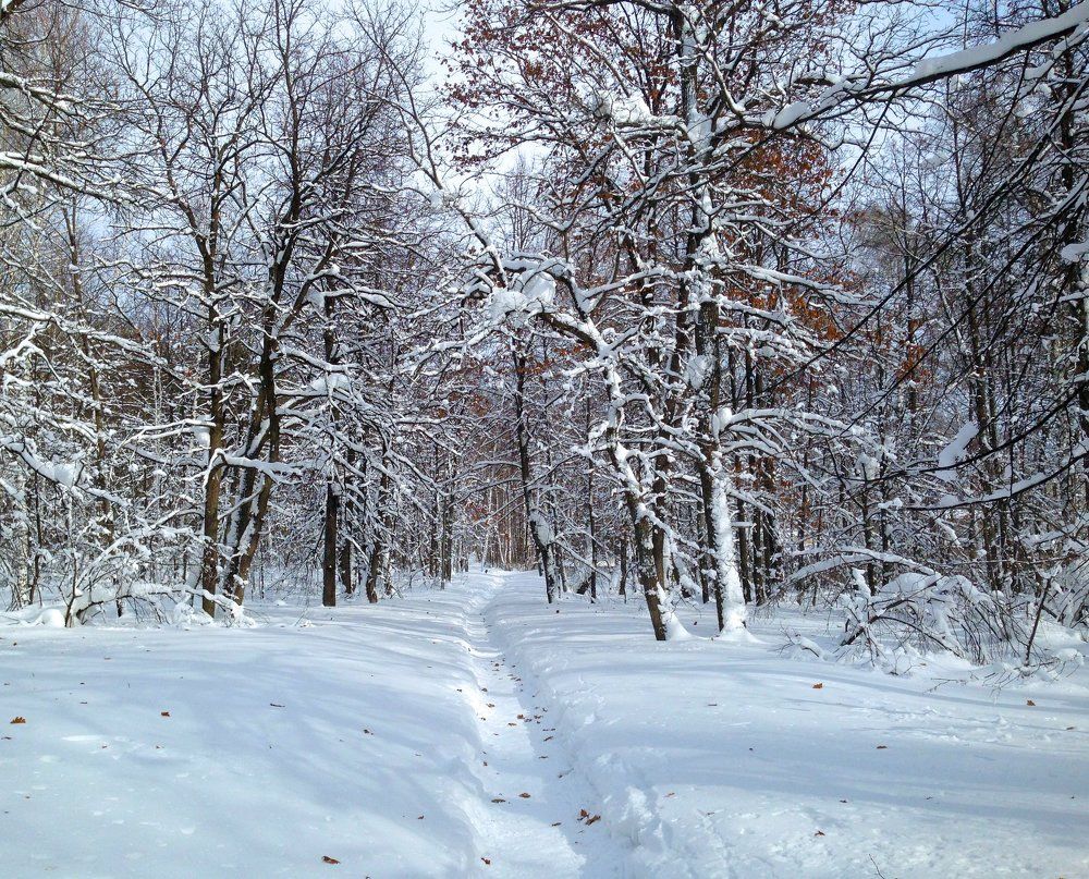Лесная тропа