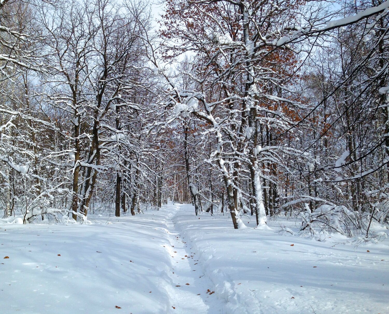 Лесная тропа
